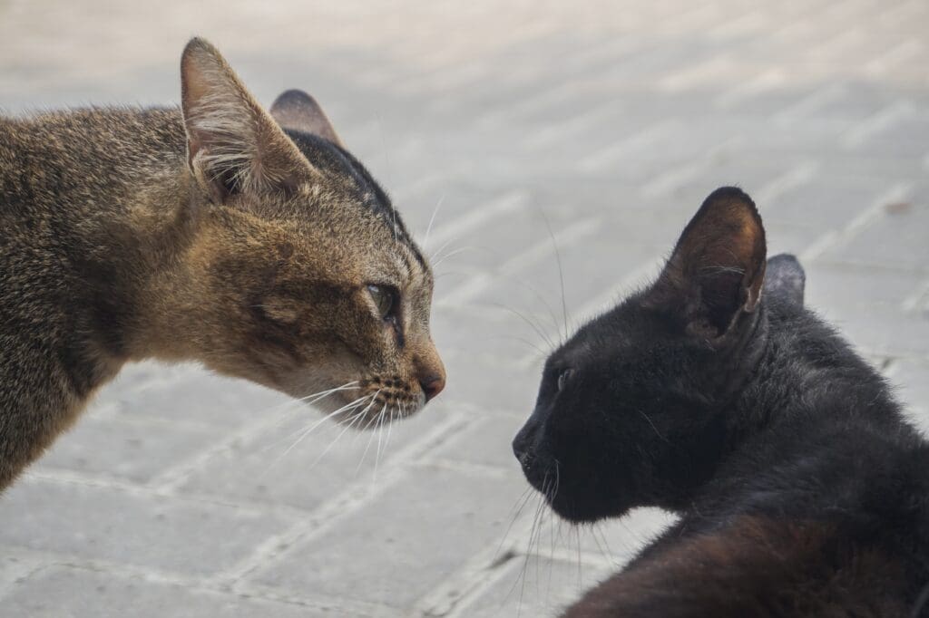 Bagarre de chat Cat fight