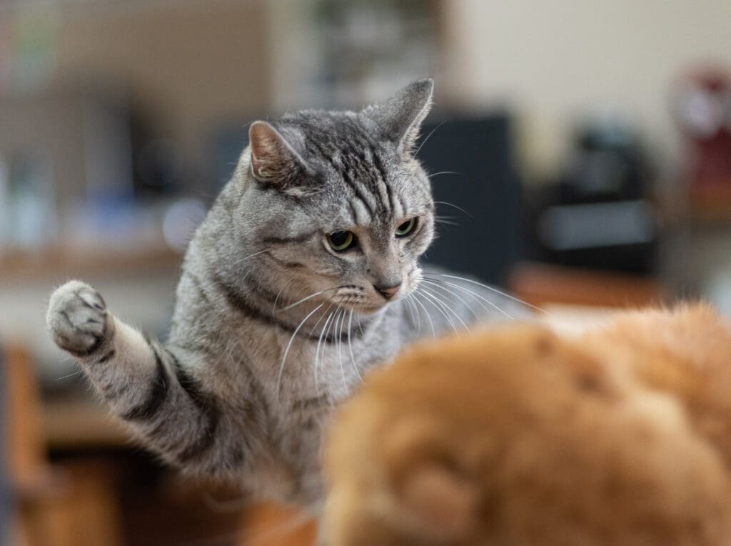 Chat qui attaque Cat attacking