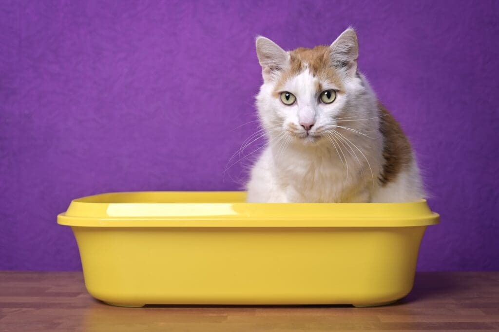 Chat dans une litière Cat in a litter box