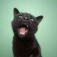 Chat qui miaule Cat meowing