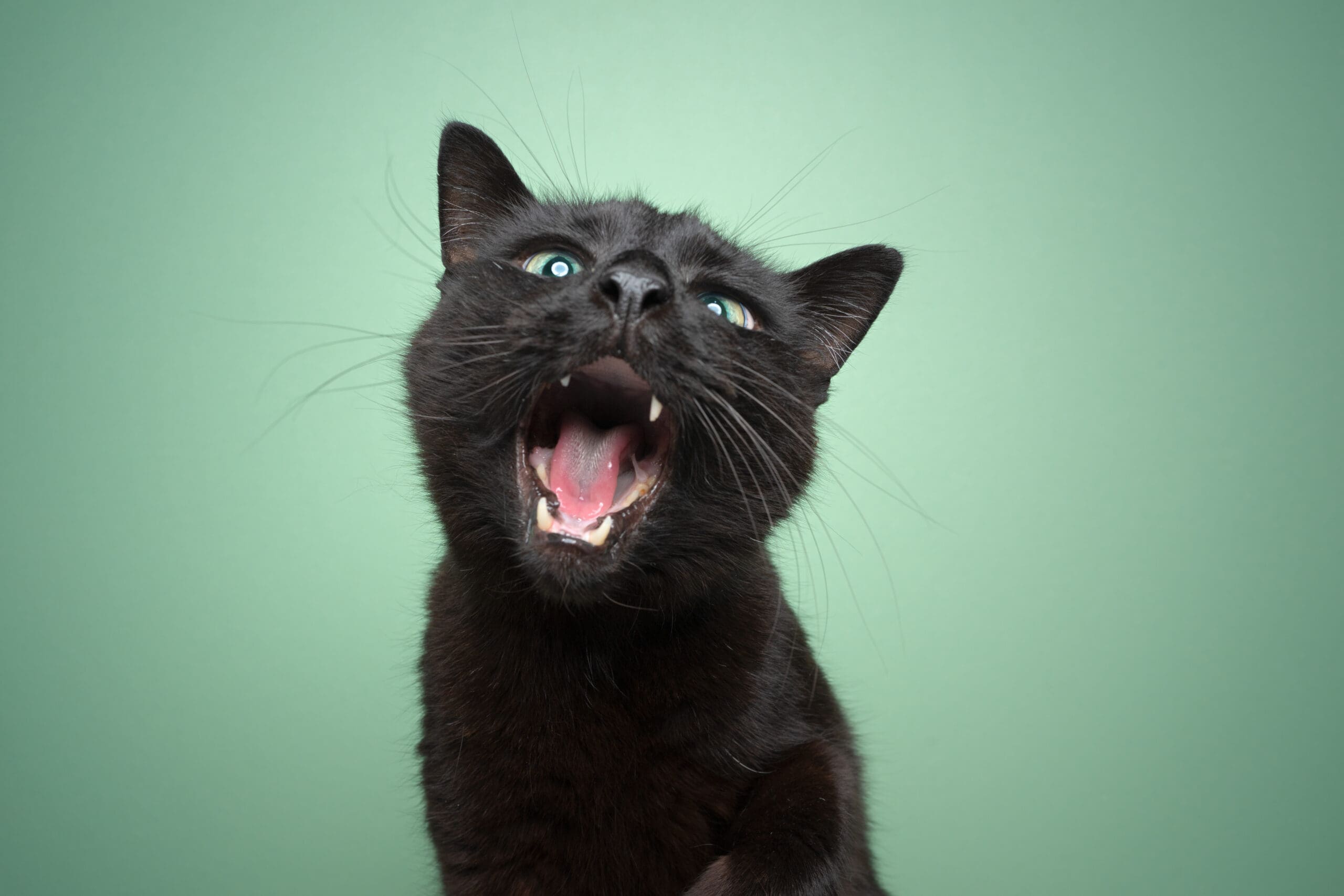 Chat qui miaule Cat meowing