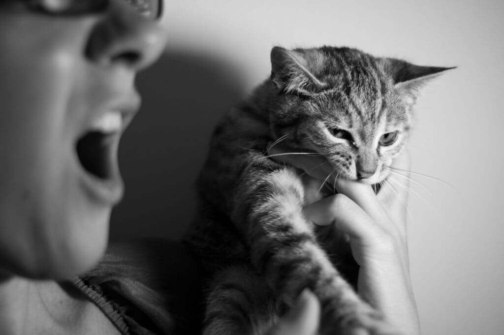 Chat qui mord l'humain Cat biting human