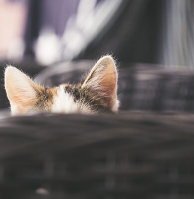 Carousel with Captions