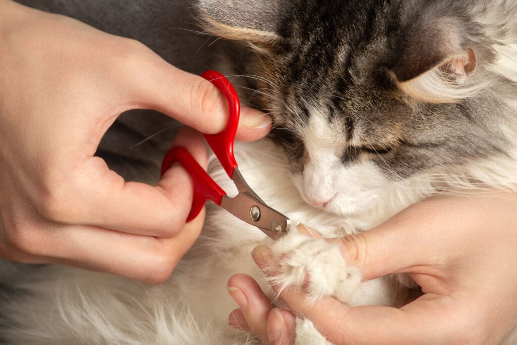 Coupe de griffe de chat Nail trim of a cat