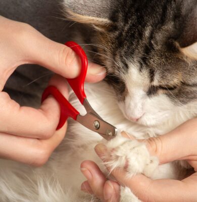 Carousel with Captions