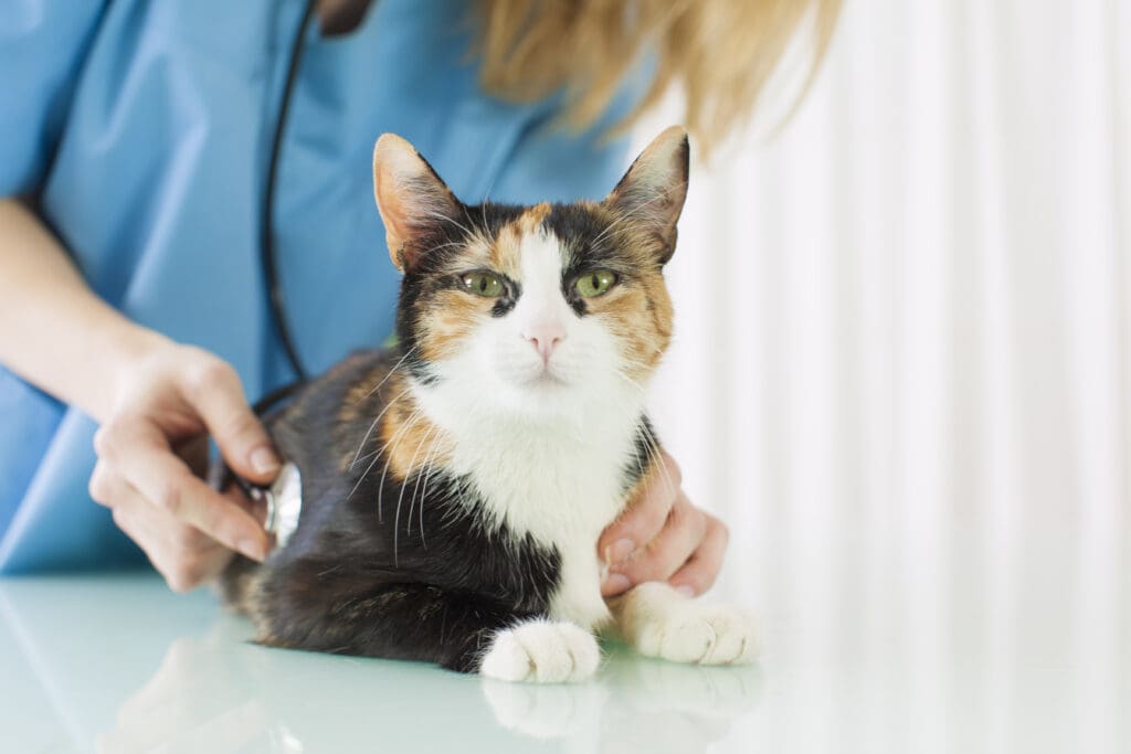 Chat au vétérinaire Cat at the vet