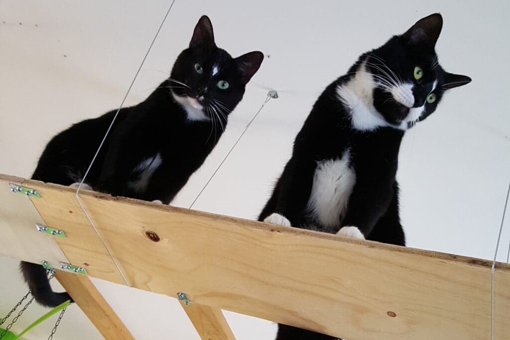 Two cats perched on elevated walkways Deux chats perchés sur des parcours en hauteur