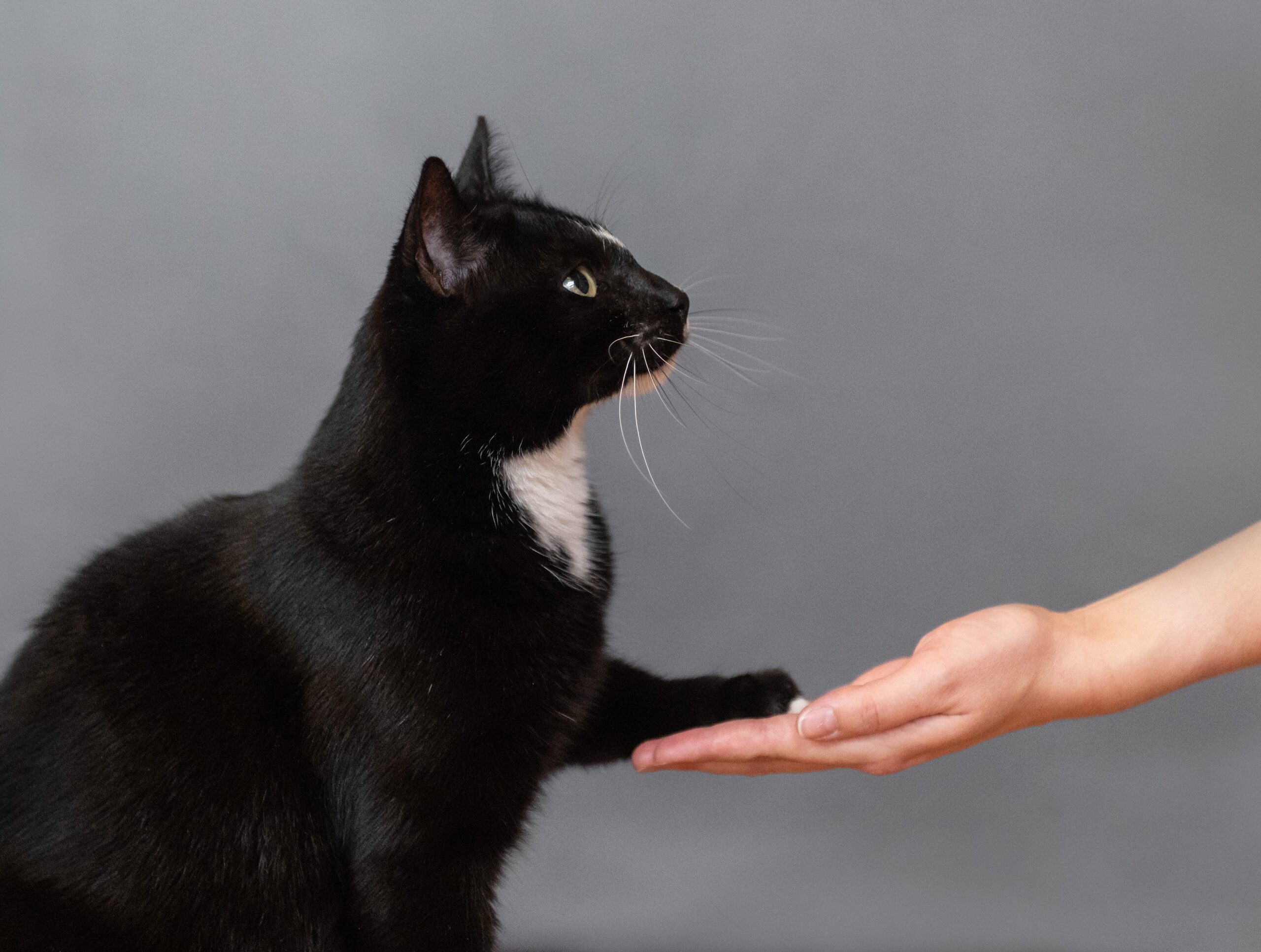 Comment entraine-t-on un chat?