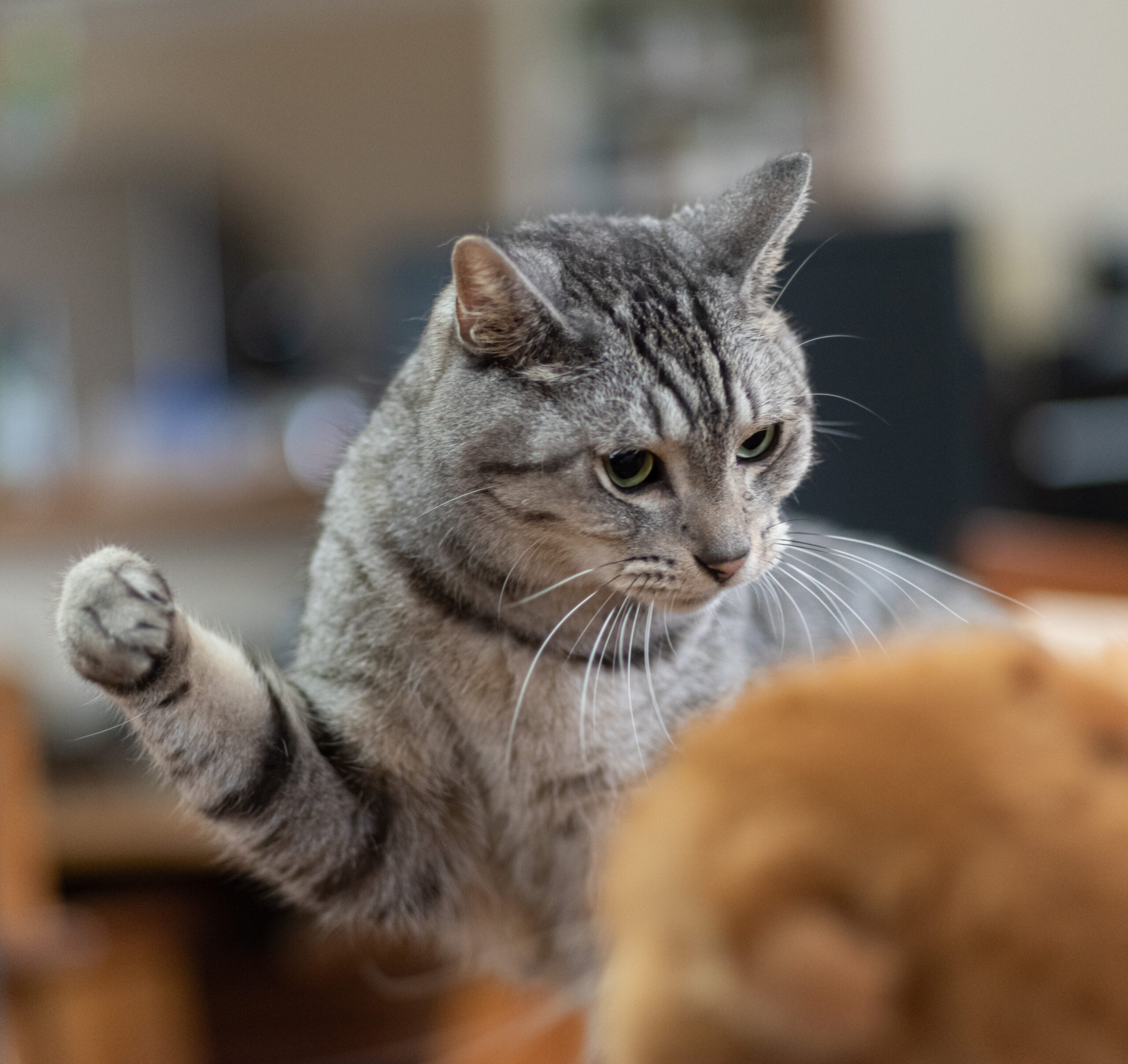 Pourquoi mon chien et mon chat se battent-ils ?