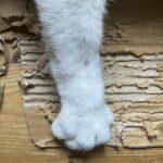Picture of a cat's paw scratching cardboard