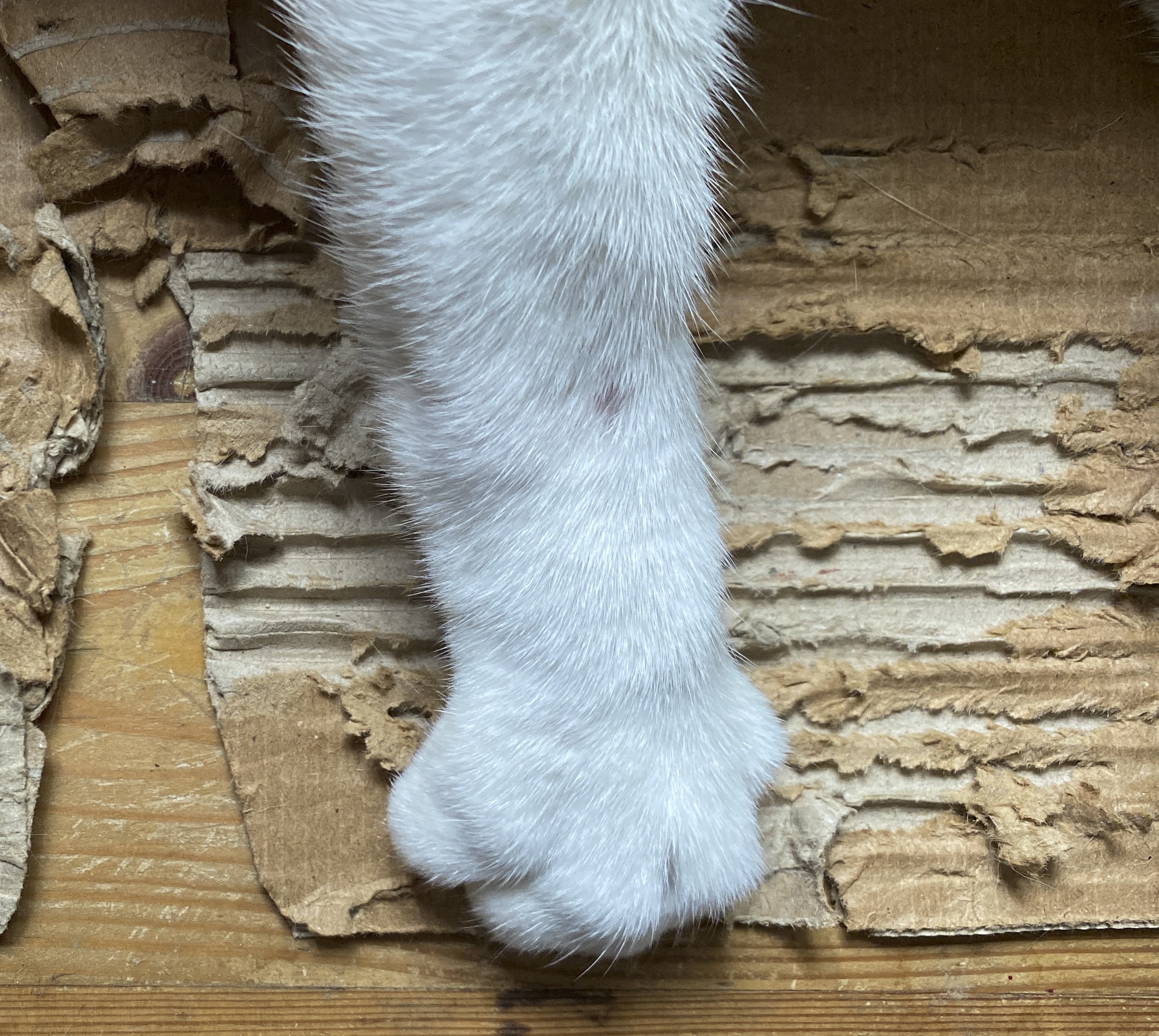 Pourquoi mon chat grafigne-t-il mes meubles ?
