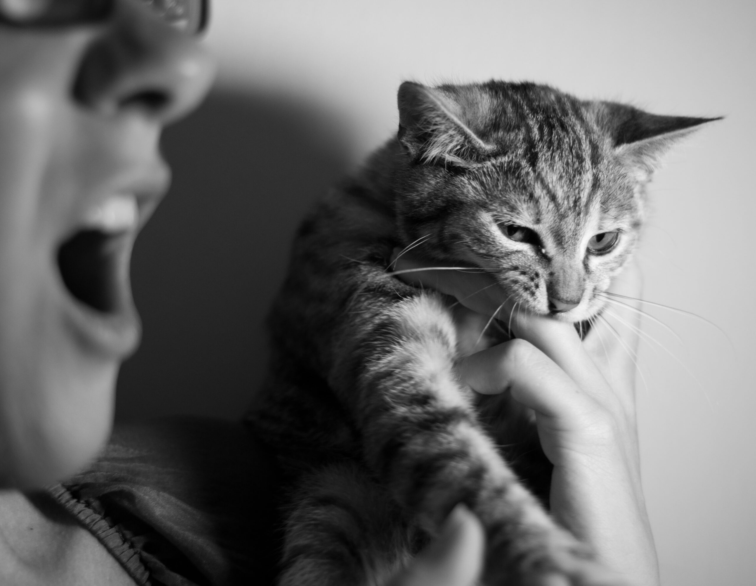 Pourquoi mon chat me mord ?