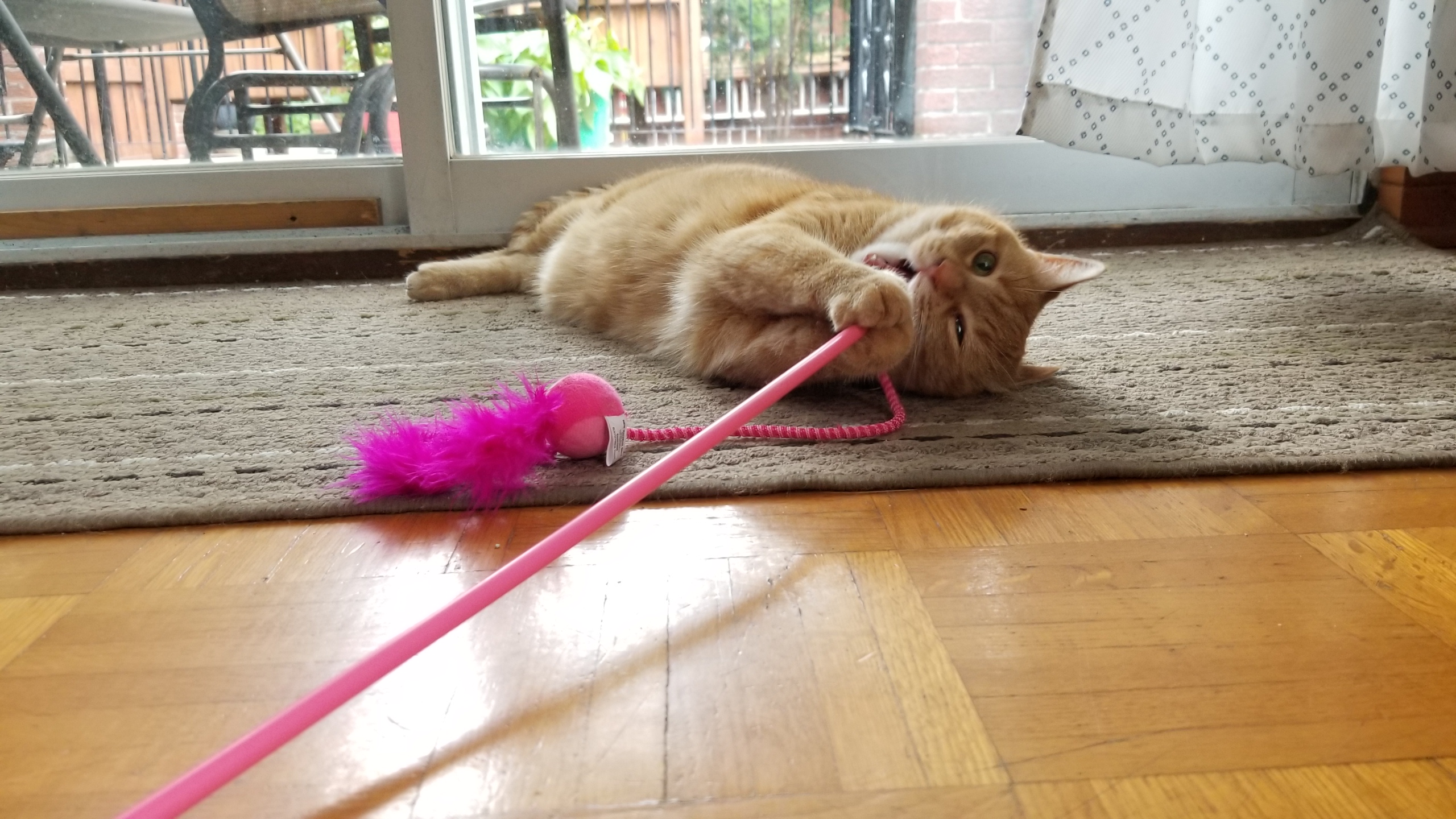 5 Activities to share with your cat