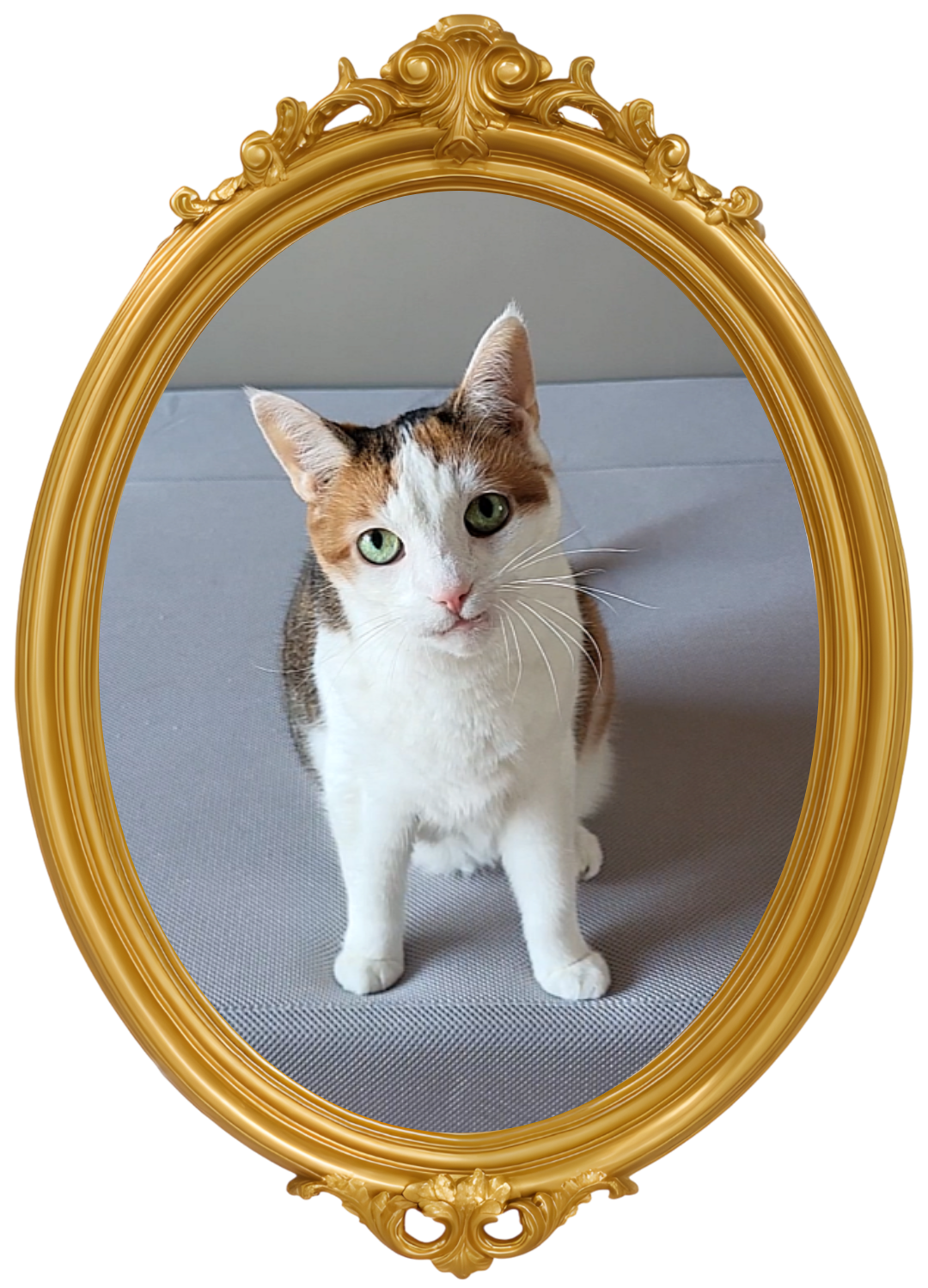 Pourquoi l&rsquo;éducation du chat est-elle importante ?