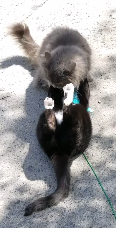 How to tell if cats are playing or fighting