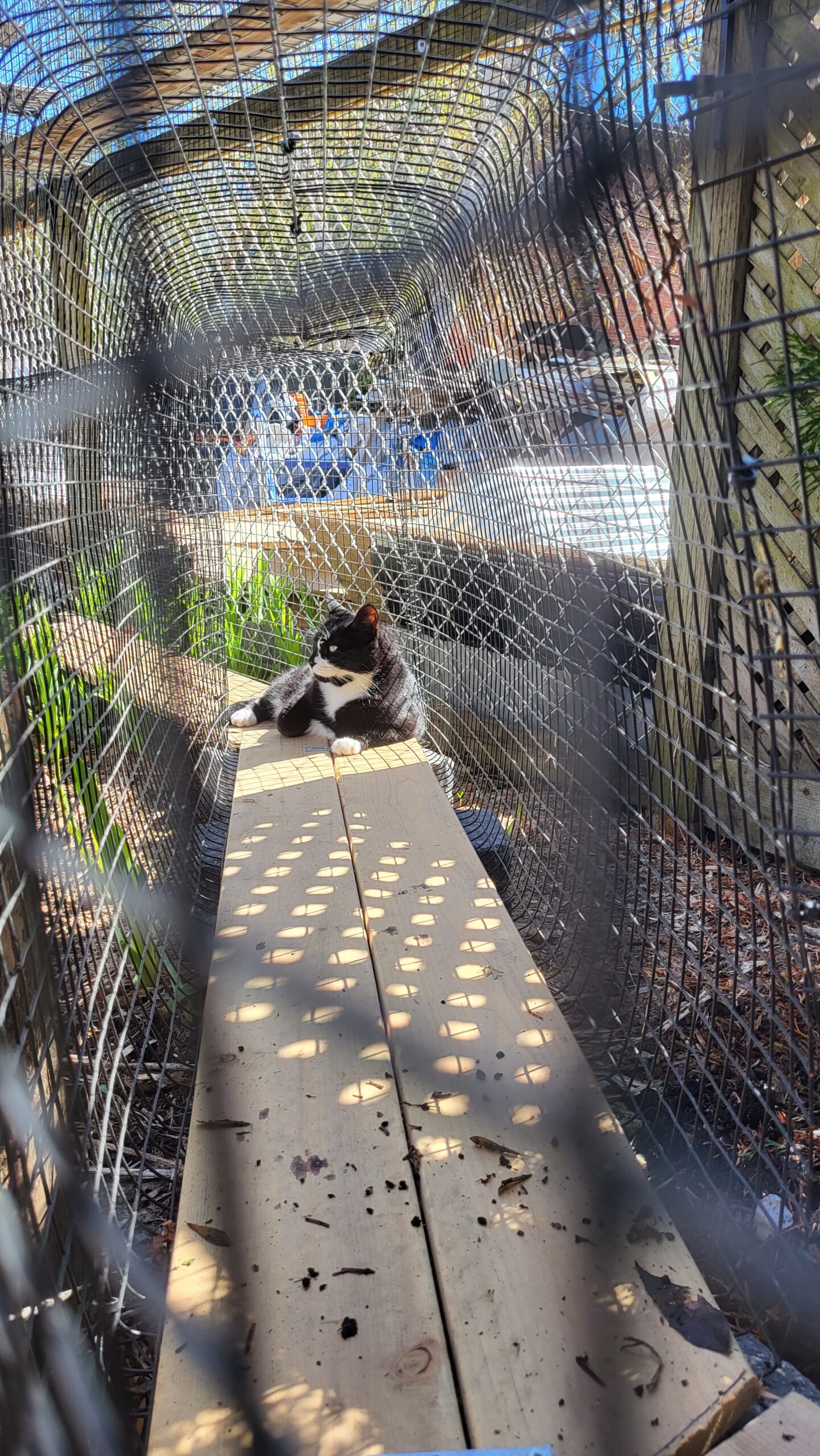 Giving Your Cat Access to the Outdoors