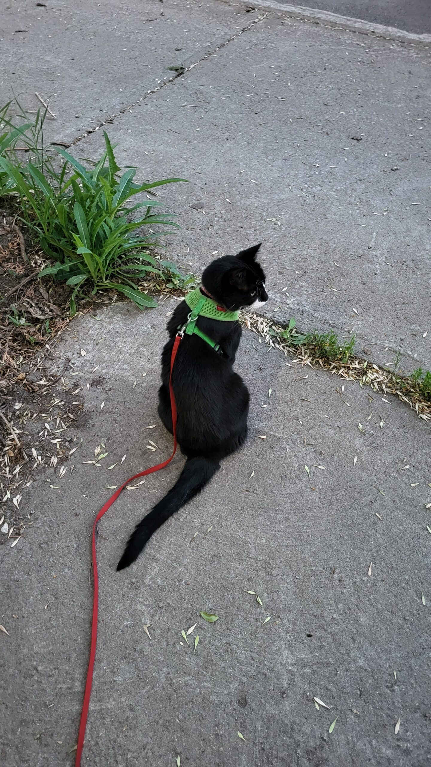 Promener son chat en laisse