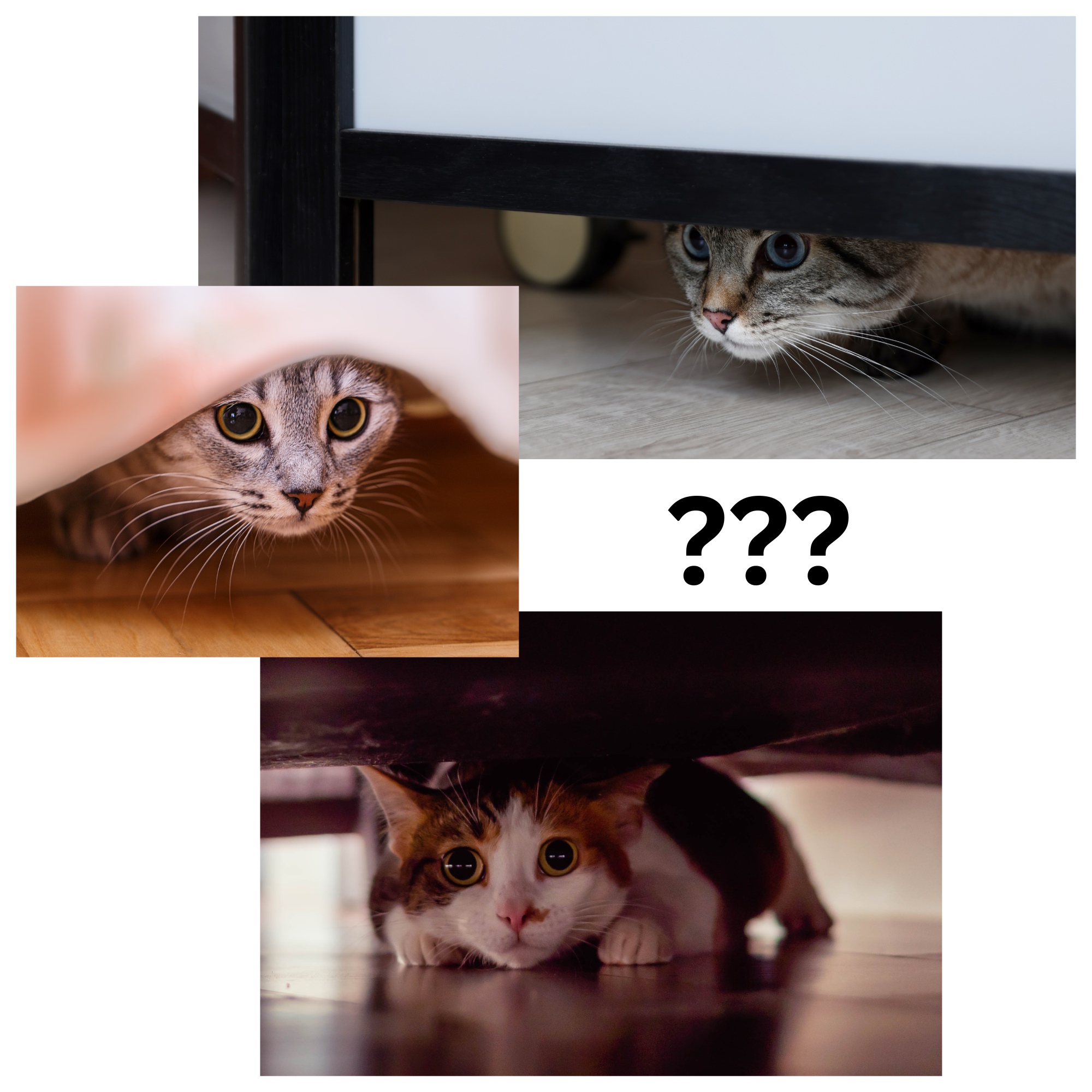 Why Do Cats Hide?