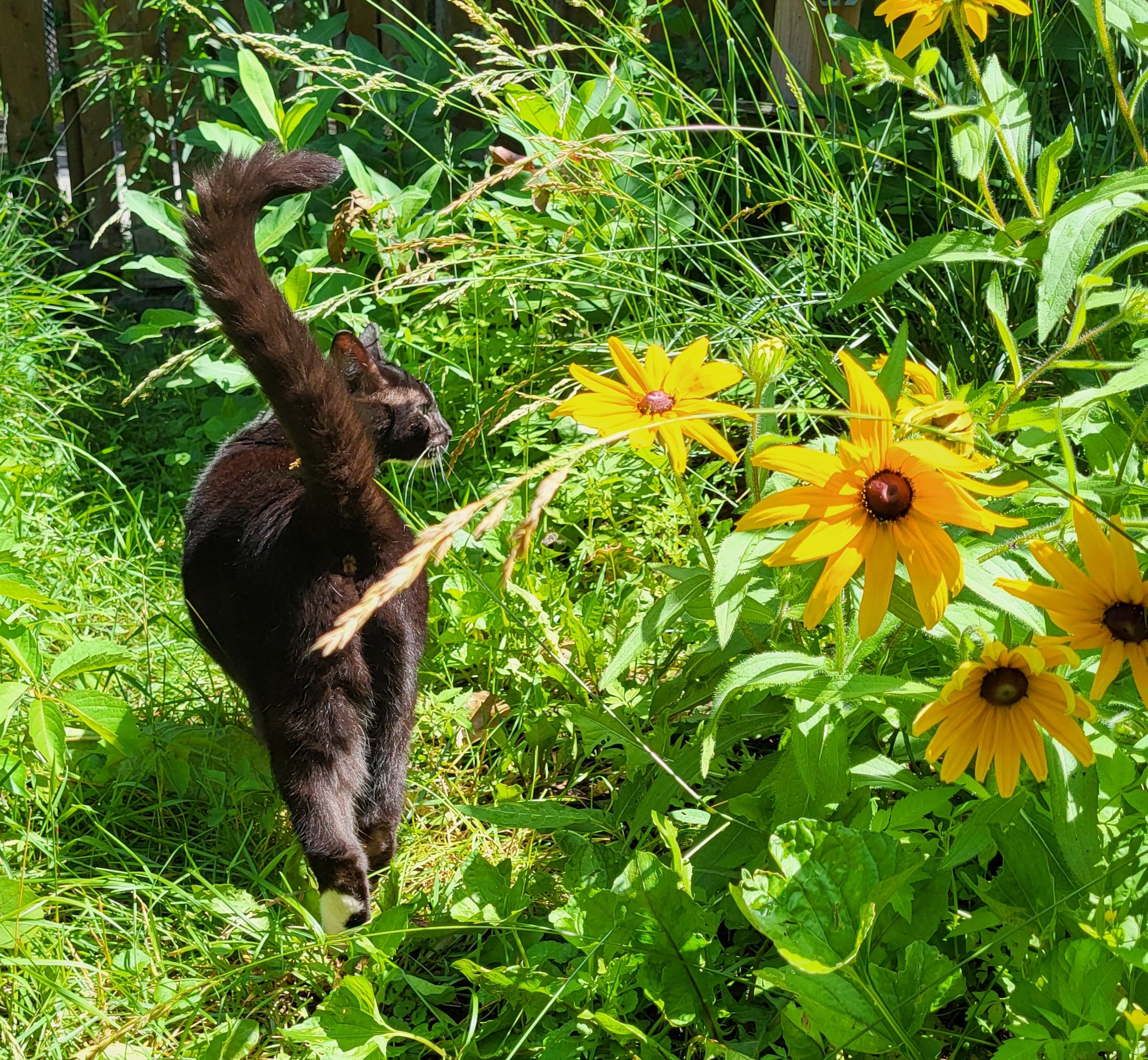 Why you might not want to let your cat outside freely