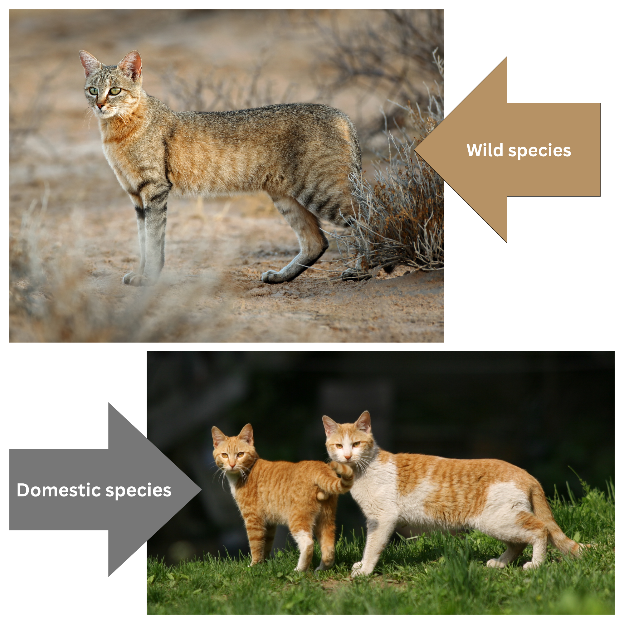 What makes a cat a cat?