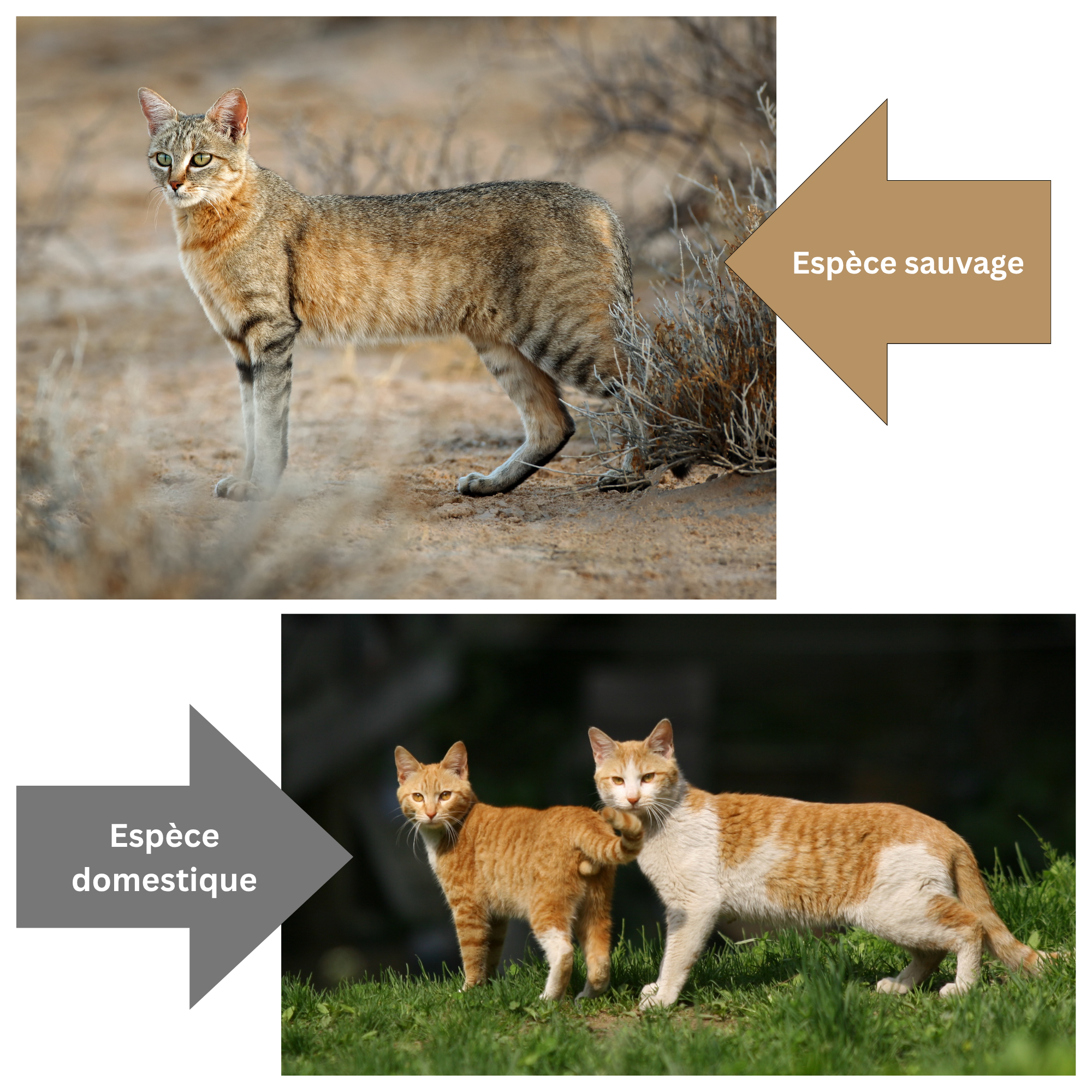 Qu’est-ce qui fait d’un chat un chat ?